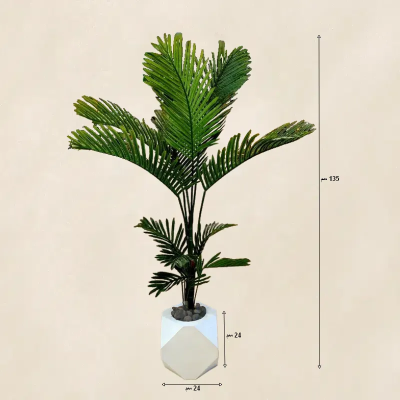 أبعاد نخله القصب